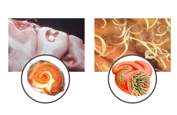 Parazitol, funziona, composizione, ingredienti, come si usa
