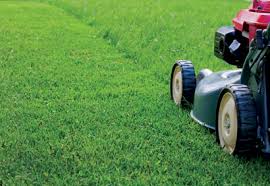 Perfect Grass, prezzo, amazon, dove si compra