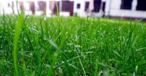 Perfect Grass, come si usa, funziona