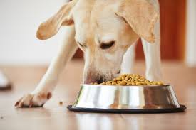 Good Doggie, composizione, funziona, come si usa, ingredienti