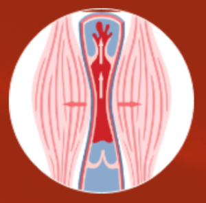 Magnetum Arthro, controindicazioni, effetti collaterali