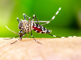Mosquito Block, controindicazioni, effetti collaterali