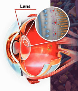 Ocuvit, effetti collaterali, controindicazioni